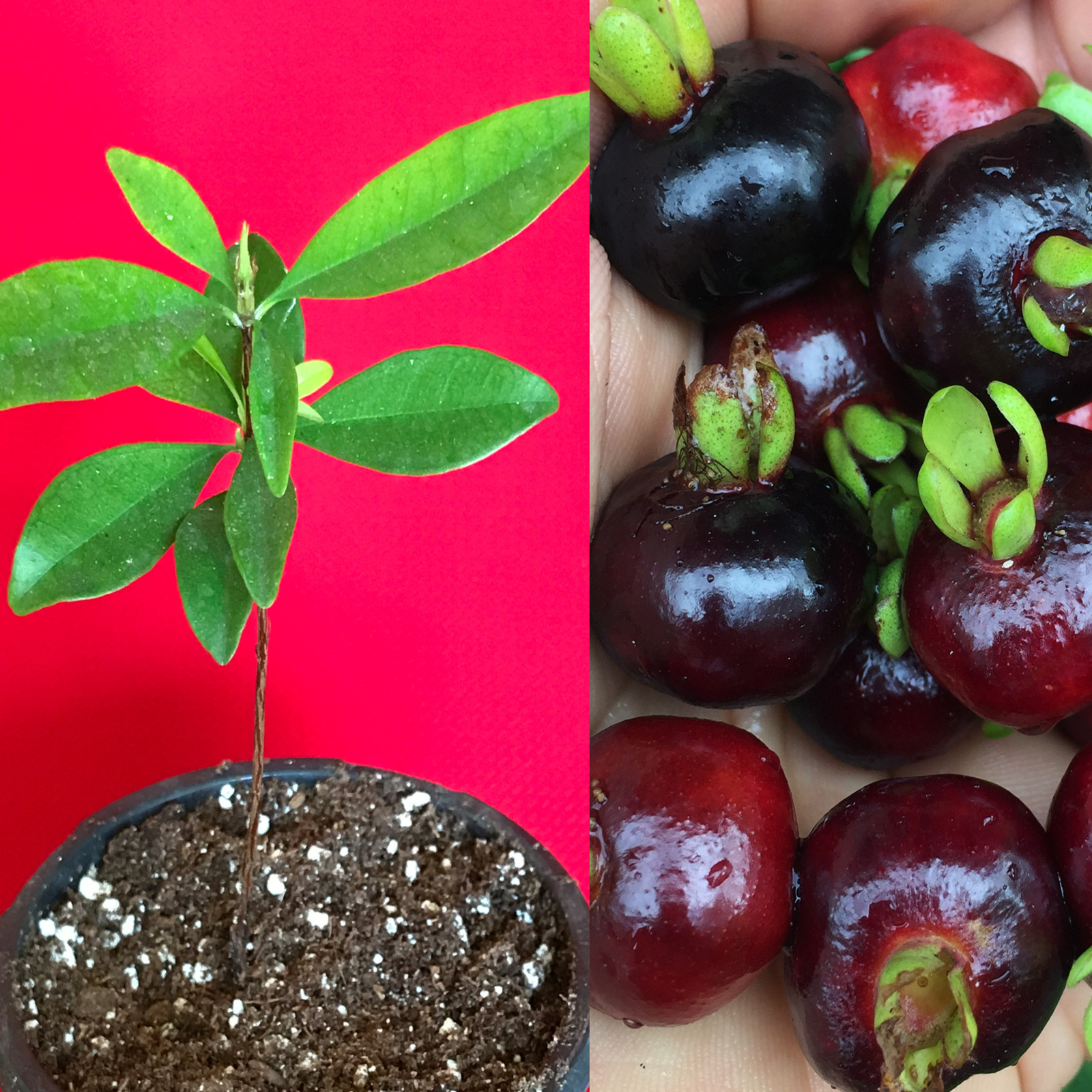 Grumichama Grumixama Eugenia Brasiliensis Brazilian Cherry Tropical Fruit Tree