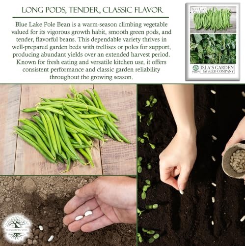Blue Lake Pole Bean Seeds (Phaseolus vulgaris) – 50+ Heirloom Green Bean Seeds