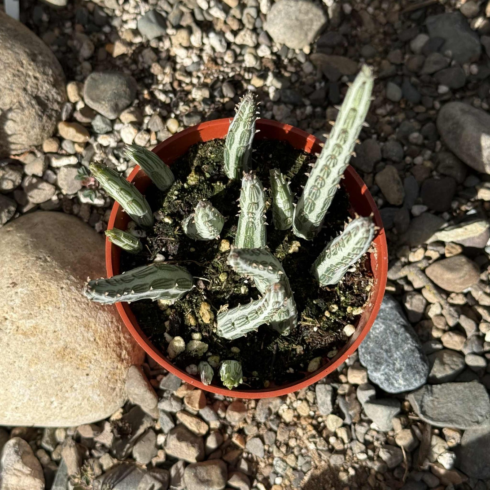 Kleinia stapeliiformis ‘Pickle Plant’