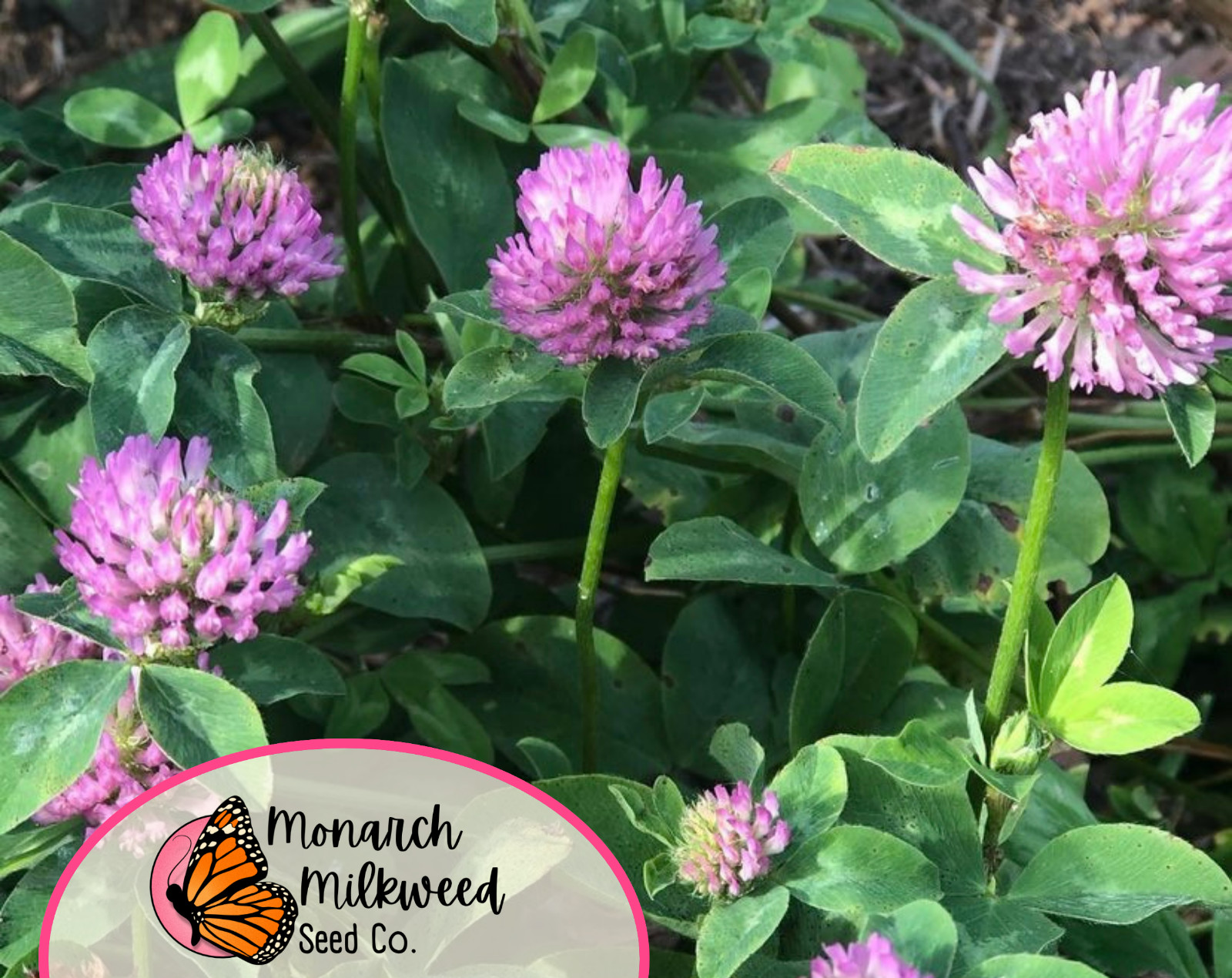 5700+ Mammoth Red Clover Seeds | Flower Gardening Pollinator Plant Seed Packet