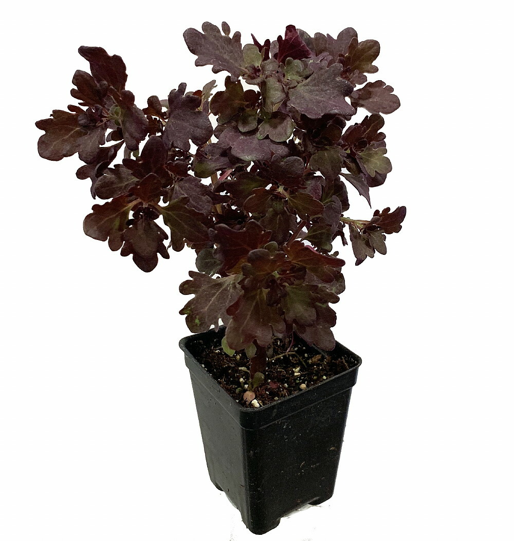 Rare Mini Red Leaf Coleus Tree – Very Easy Houseplant to Grow – 2.5″ Pot
