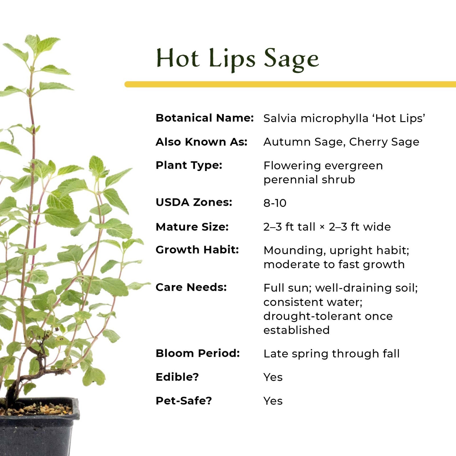 Hot Lips Sage in 3.5” Nursery Cubes (Salvia microphylla ‘Hot Lips’) | Live Herbs