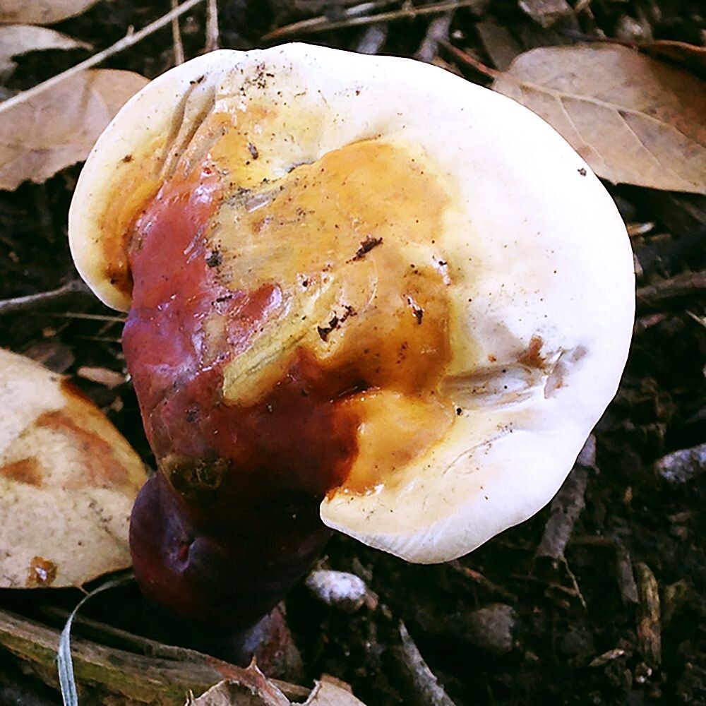 Ganoderma polychromum Liquid Culture