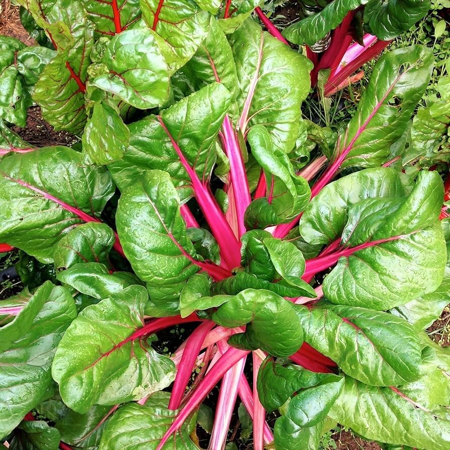 Pink Lipstick Swiss Chard Seeds 100 Ct Vegetable Garden Heirloom USA NON-GMO