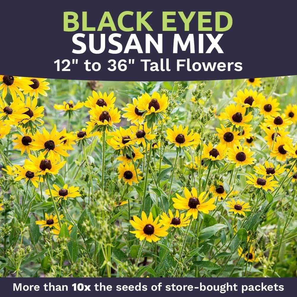 1 Oz Black Eyed Susan Seeds – Vibrant Yellow Wildflowers for Butterfly Gardens