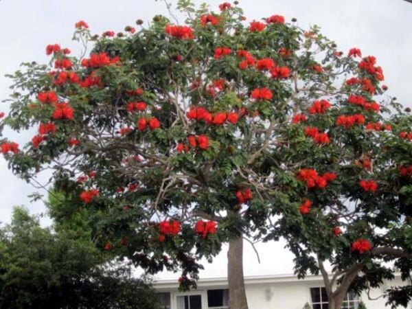 African Tulip Magnolia Flower Tree Seeds Spatho. campanulata Flame of The Forest