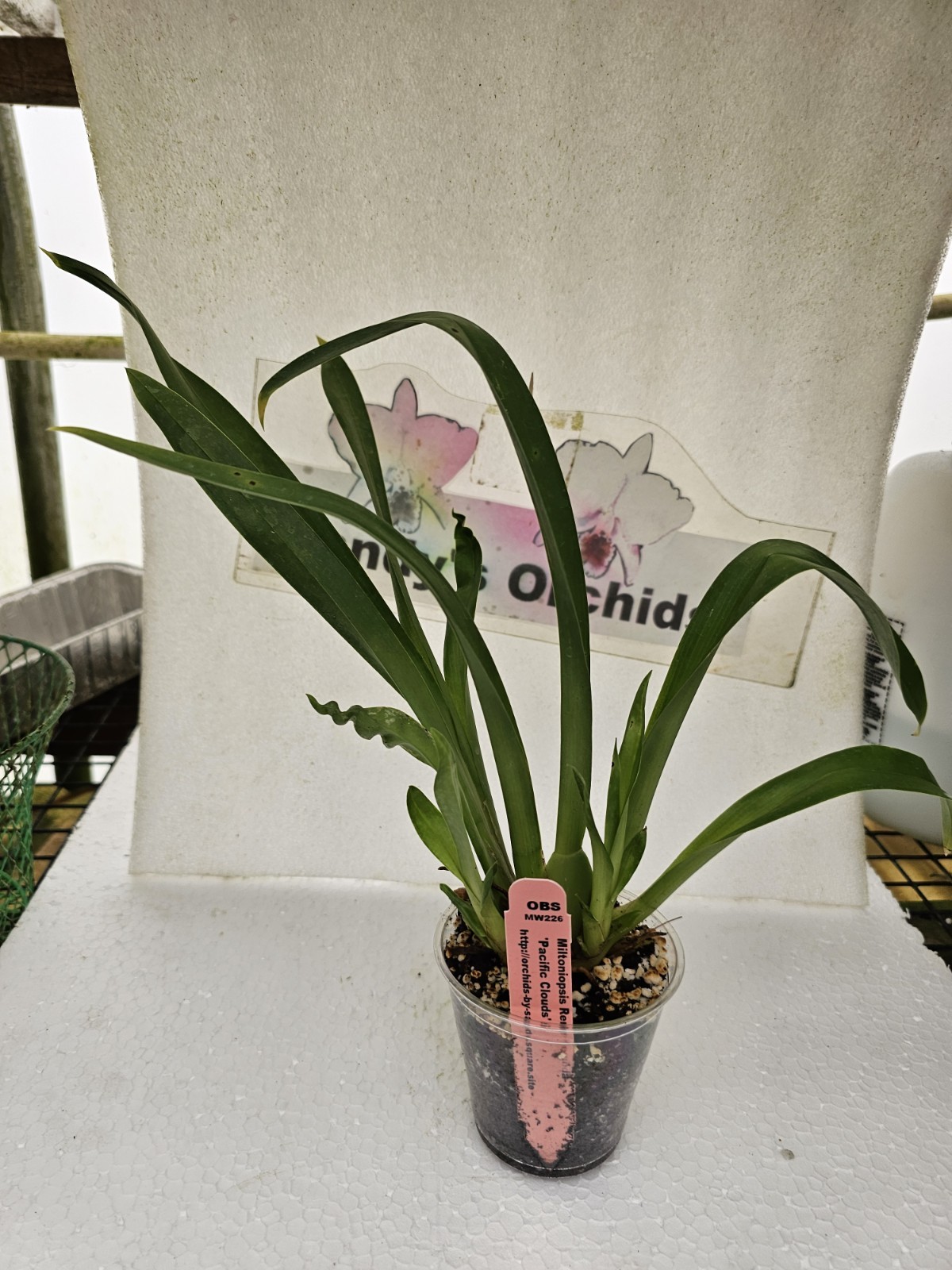 Miltoniopsis Rene Komoda ‘Pacific Clouds’ Live Orchid Plant 3 inch Pot 1B27