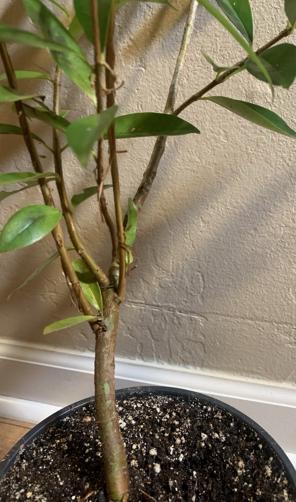 Savannah Cherry Eugenia Calycina Rare Cold Hardy
