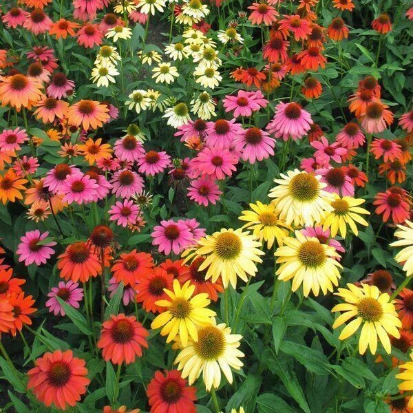 144 ECHINACEA CHEYENNE SPIRIT Live Plants AKA Cone Flower Mix AV