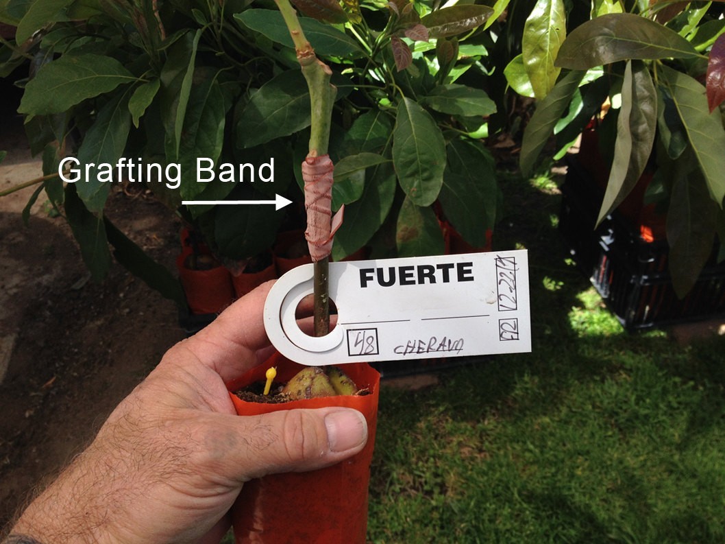 Fuerte Grafted Avocado Tree – Cold Hardy – Live Avocado Tree