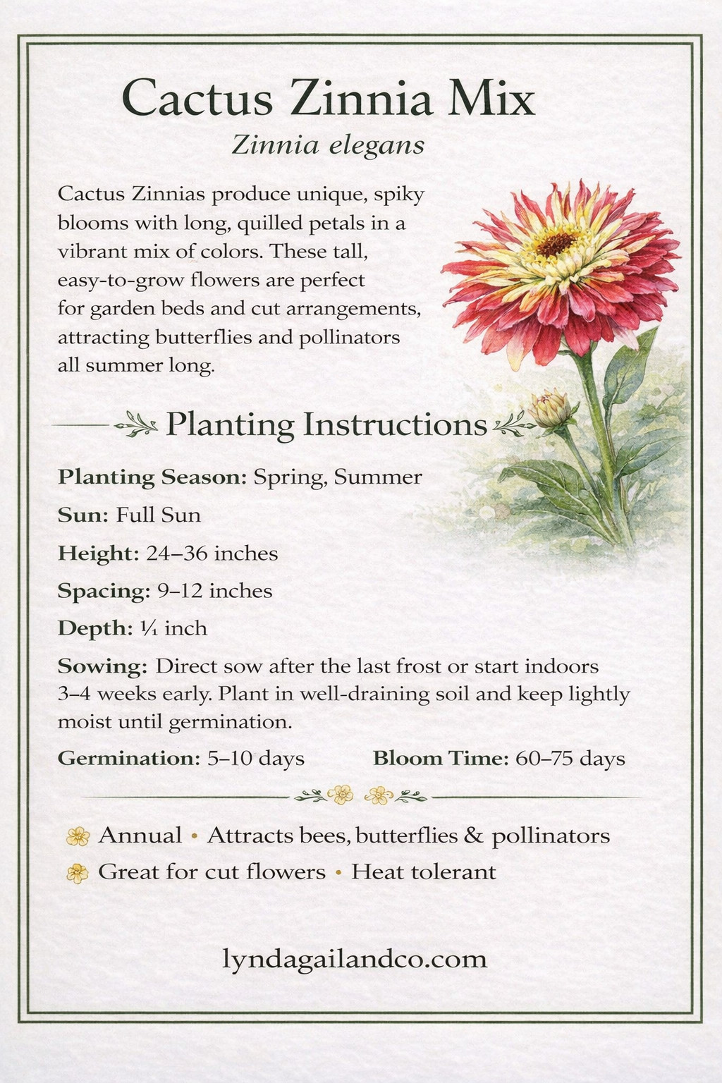 Giant Cactus Zinnia Seeds Mix Heirloom Non GMO Cut Flower