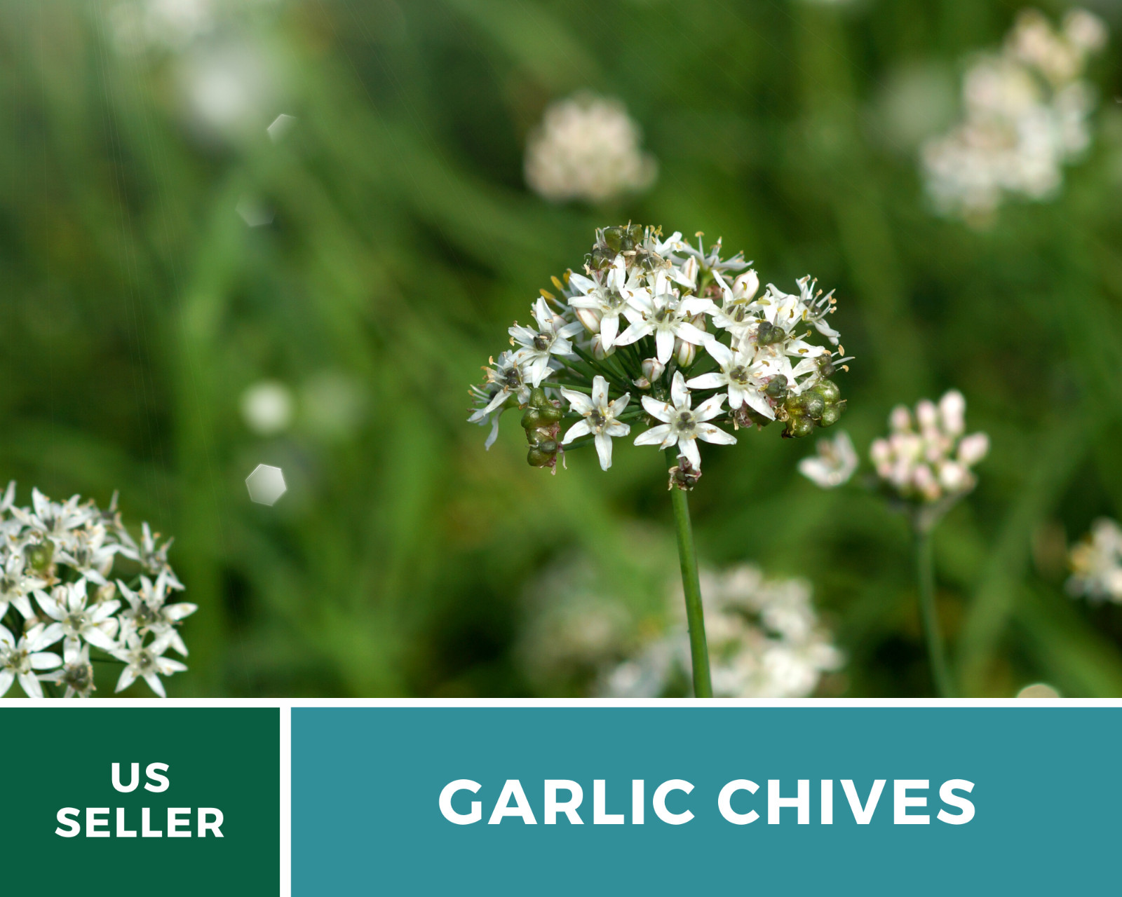 Chives, Garlic – 250 Seeds – Culinary, Medicinal & Decorative Herb – Heirloom