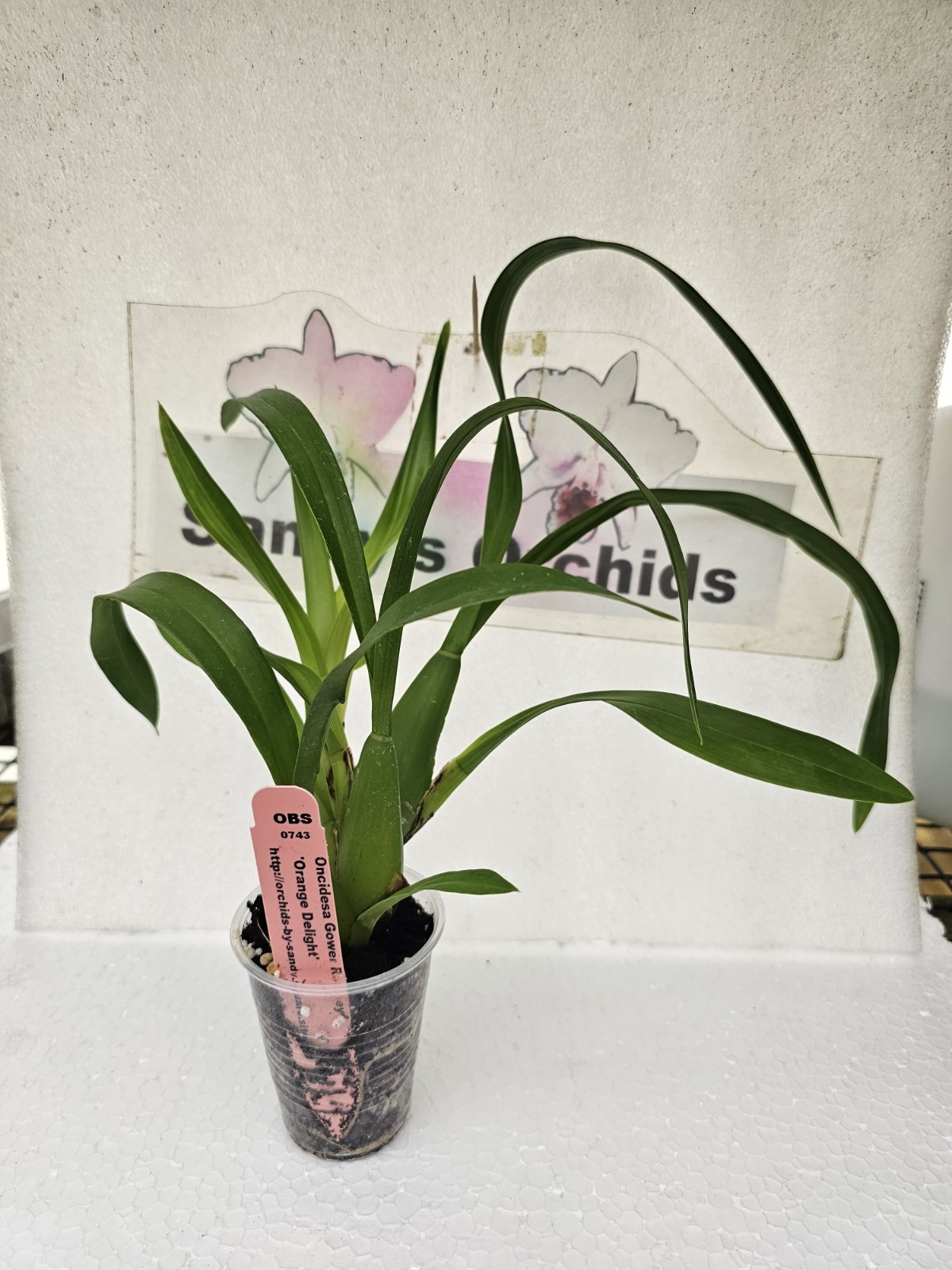 Onc. Gower Ramsey ‘Orange Delight’ Live Orchid Plant 1B19