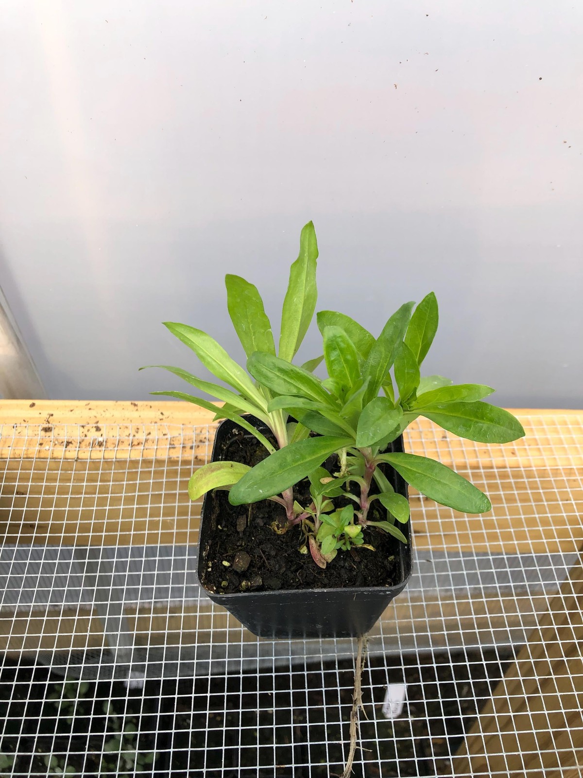 Sweet William Live Flower Plants – Seedlings/Plugs- 5″- 12″ tall- 30-50 days