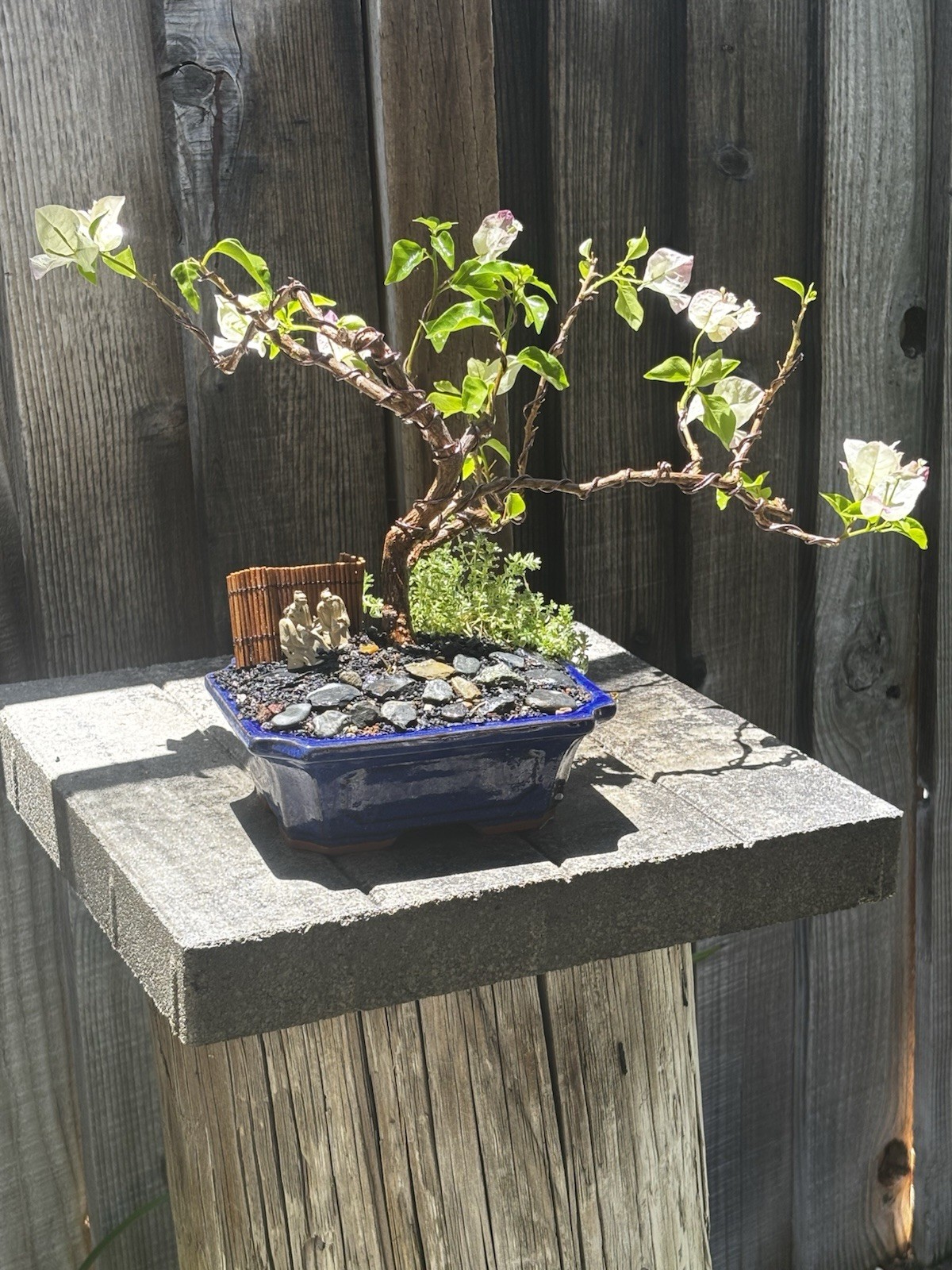 15 YEAR OLD BOUGAINVILLEA BONSAI TREE. WHITE & PINK FLOWERS “YANI’S DELIGHT”