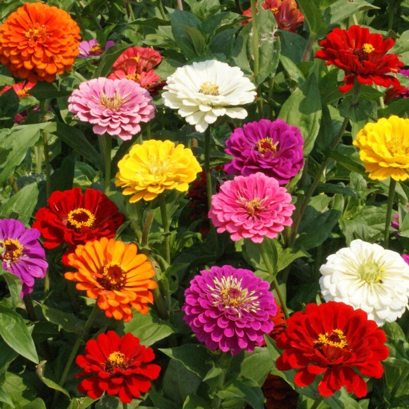 250 CALIFORNIA GIANT ZINNIA COLORFUL FLOWER GARDEN CONTAINER FRESH US SELLER