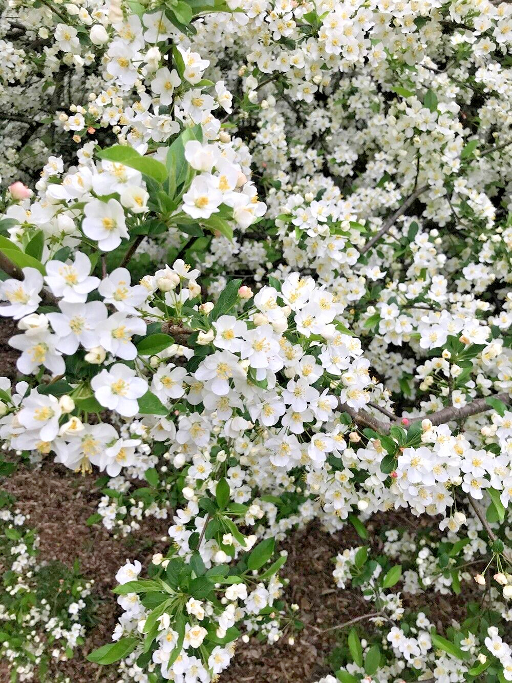 Sargent’s Crabapple Tree | Premium Seeds | Malus sargentii ‘Fall’ | Plants’®