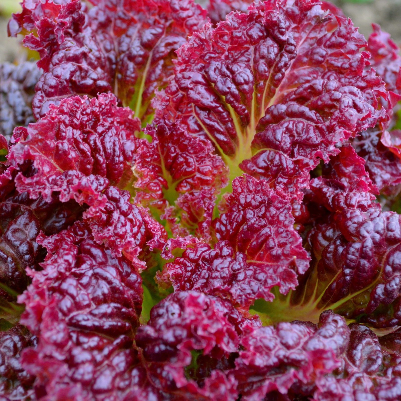 2000 Organic Ruby Red Lettuce Seeds Non Gmo Heirloom- With Bonus!