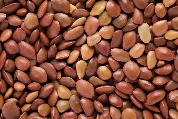 15 Honey Mesquite Tree seeds (Freshly Harvested and shelled from pods)