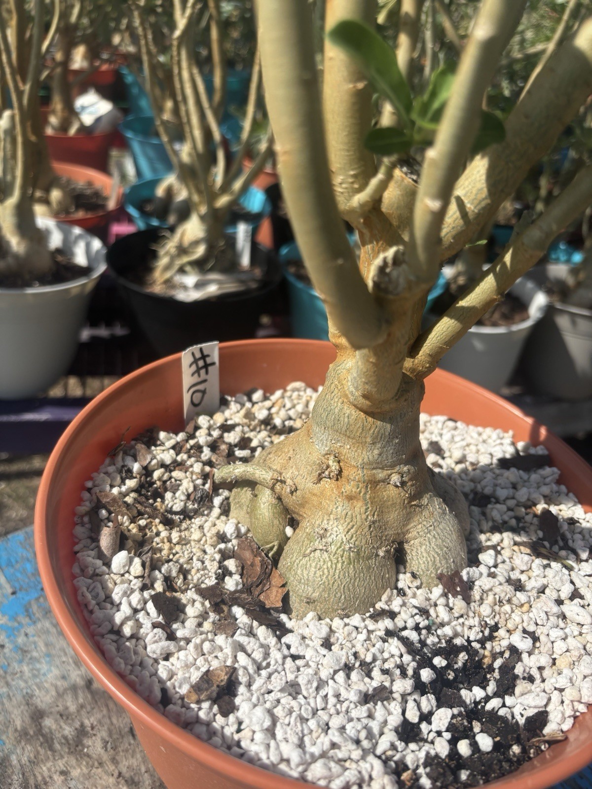 Adenium Obesum Desert Bareroot Pick A # From The Pictures