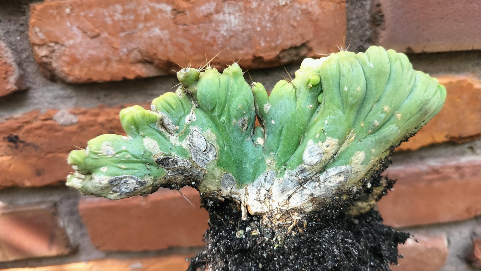 Sacred Cactus – Bridgesii -TBM Crested) – Fully Rooted (Exact Cactus)