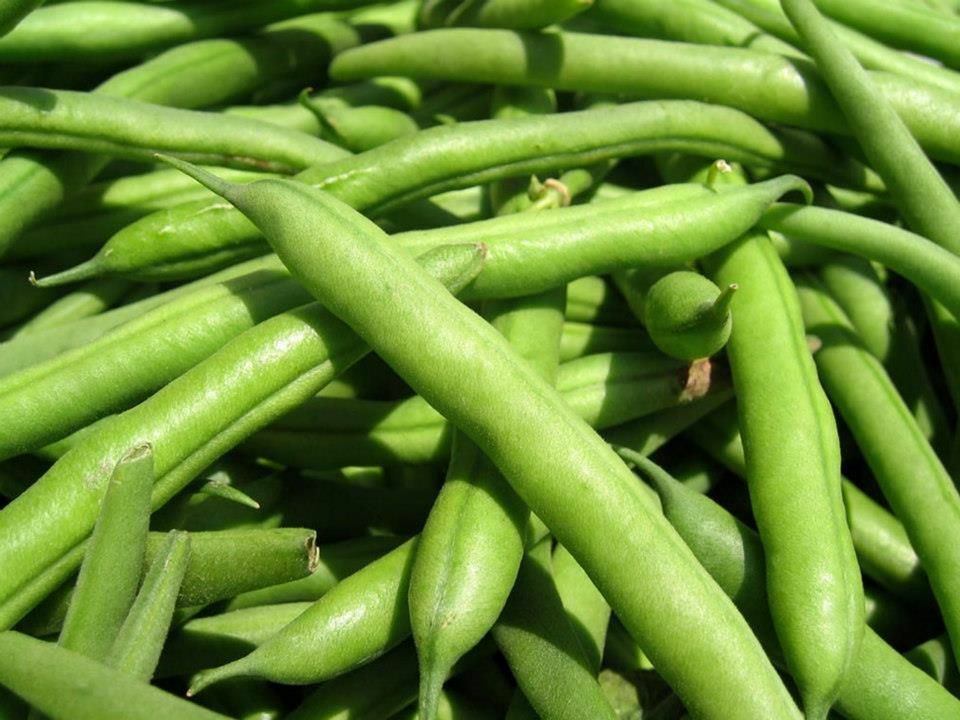 Green Bean Seeds: Blue Lake Bush Green Bean Seeds Fresh Seed FREE Shipping!!