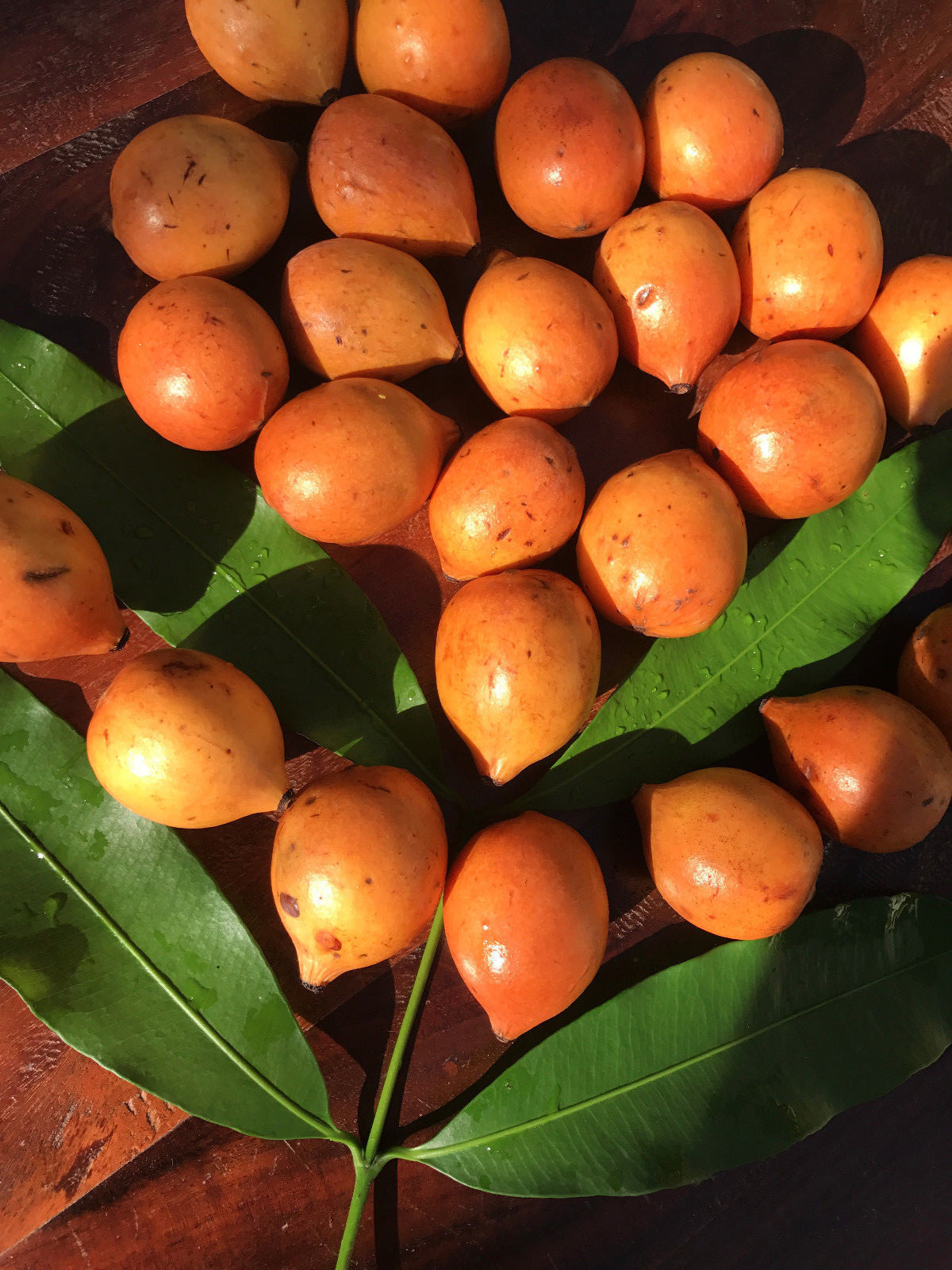 Achachairu Garcinia Humilis Orange Bolivian Mangosteen Tropical Fruit Tree Plant