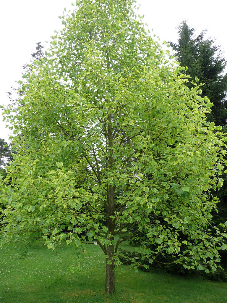 Tulip Tree, Liriodendron tulipifera, Tree Seeds