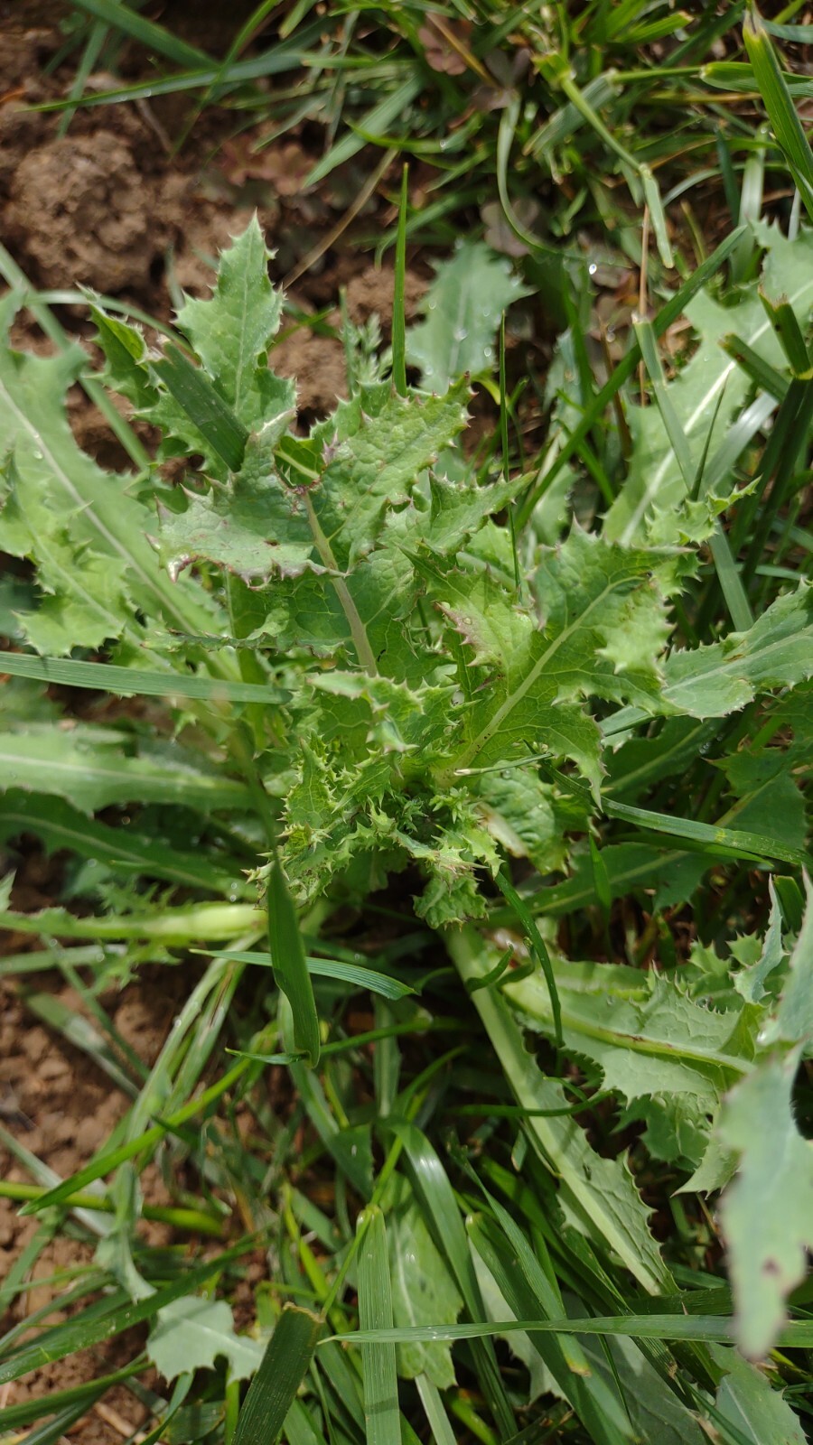 75+SEEDS Wild Prickly Lettuce Lactuca Virosa Medicinal Compass Pain Relief