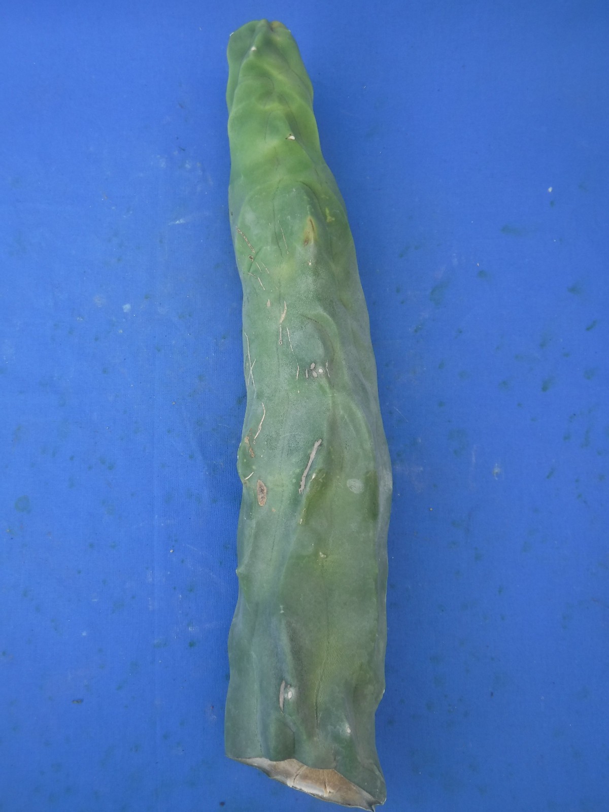 1 Totem Pole Cactus Lophocereus schottii 14″ Unrooted Cutting Landscaping B7
