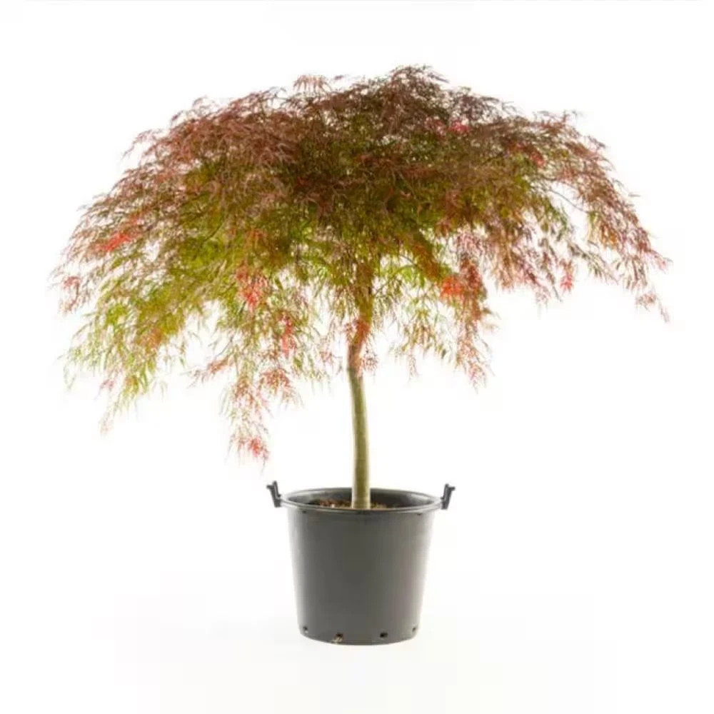 2 Gal. Crimson Queen Dwarf Japanese Maple Tree with Cascading Branches and Deep