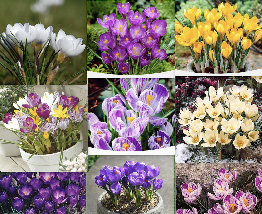 20 SEEDS CROCUS for germination perennial saffron flower exotic garden bed plant