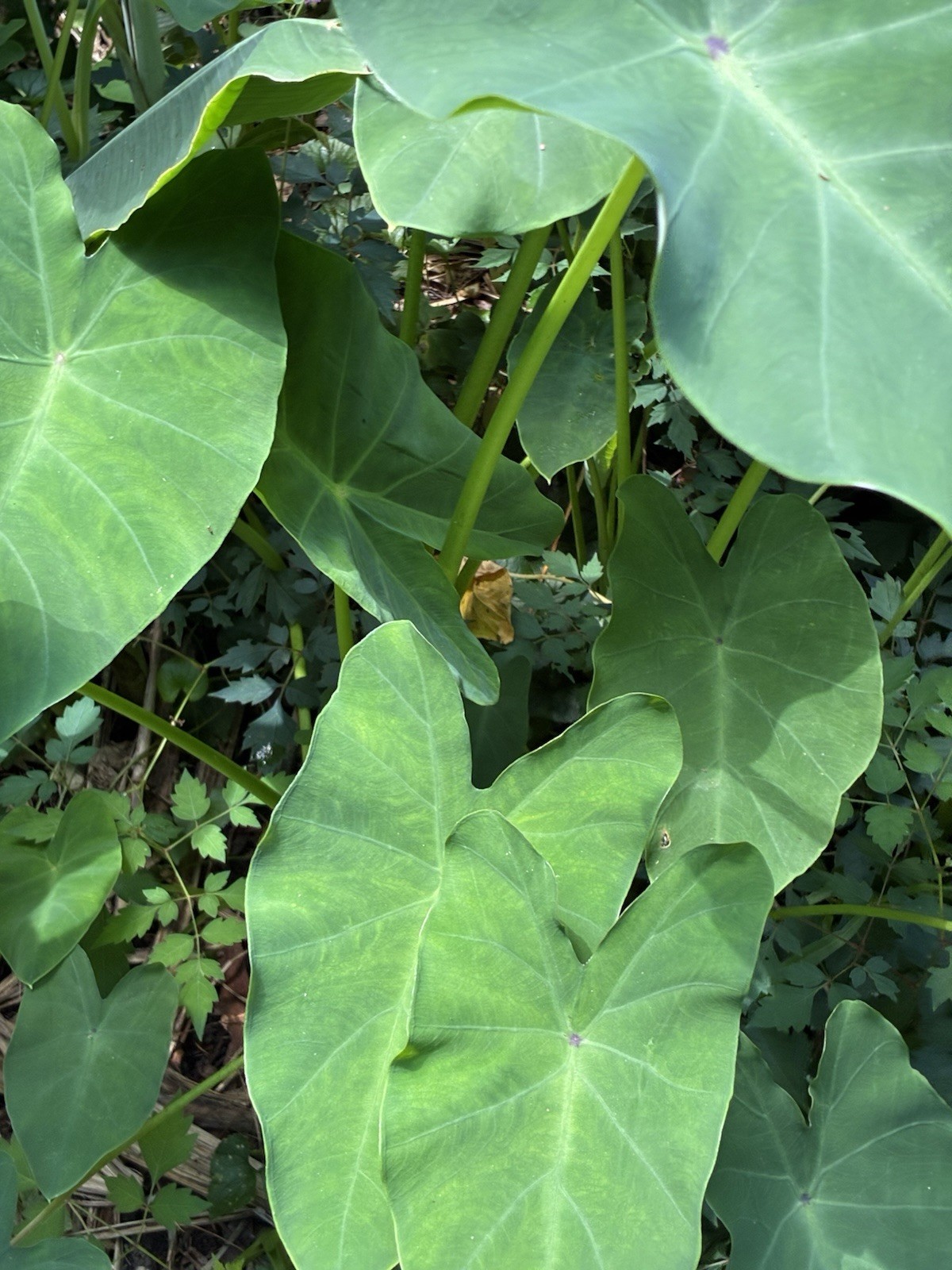 Running Elephant Ear Perennial Live Plant Bare Root “4” Plants