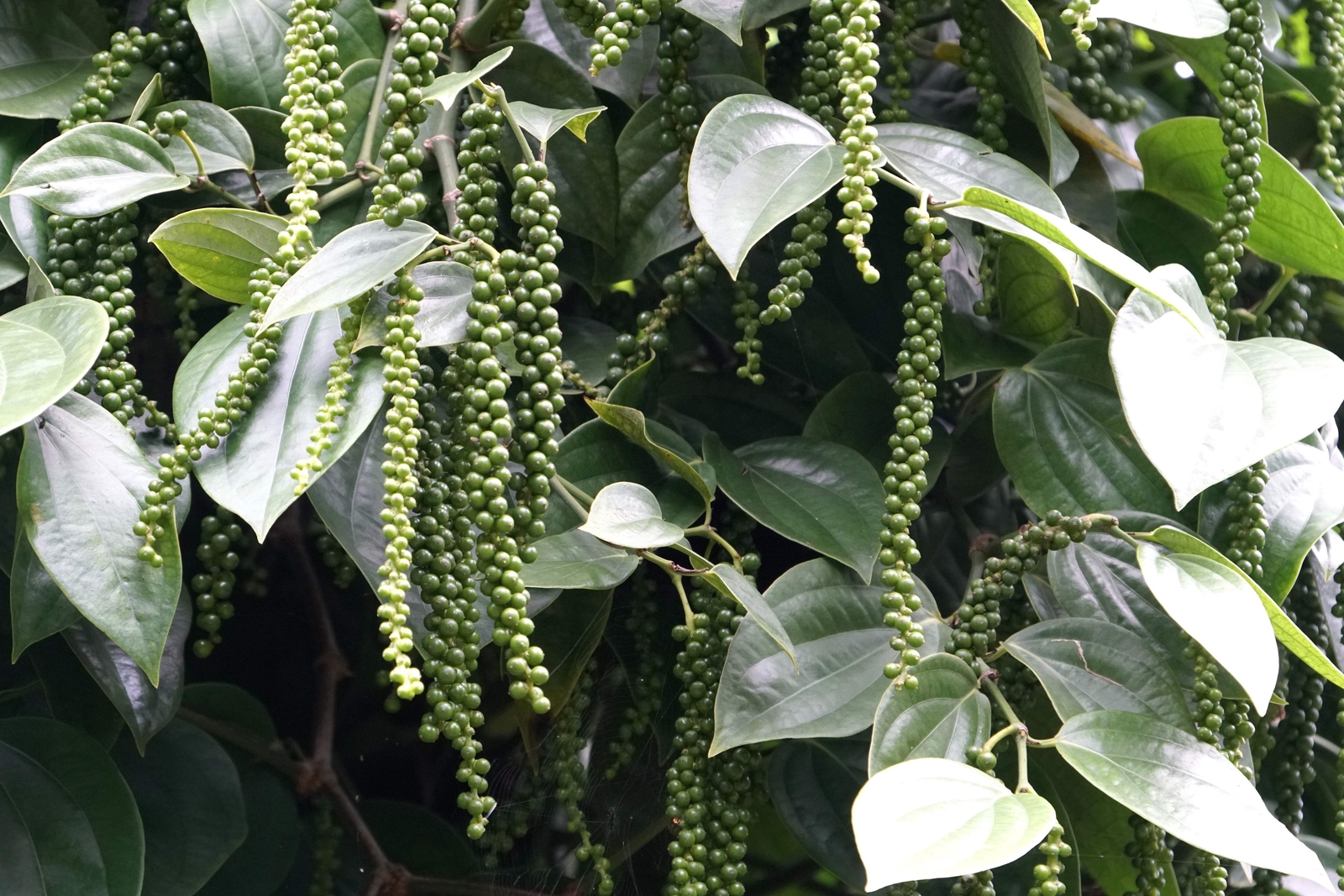 25 BLACK PEPPERCORN Black Pepper Piper Nigrum Spice Vine Seeds