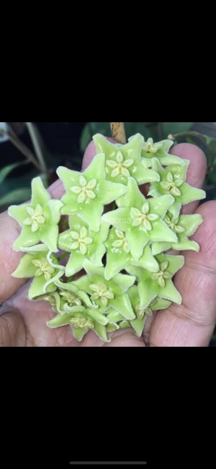 HOY CHLORANTHA (ROOTED PLANT)