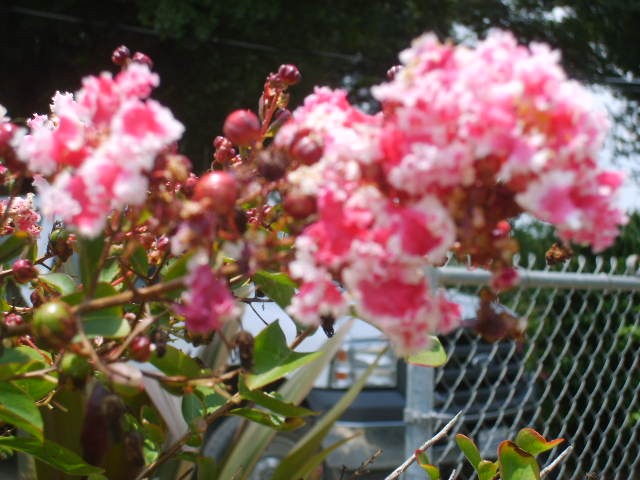 Peppermint Lace Crape Myrtle Pink White Flowering Tree Shrub Live Plant