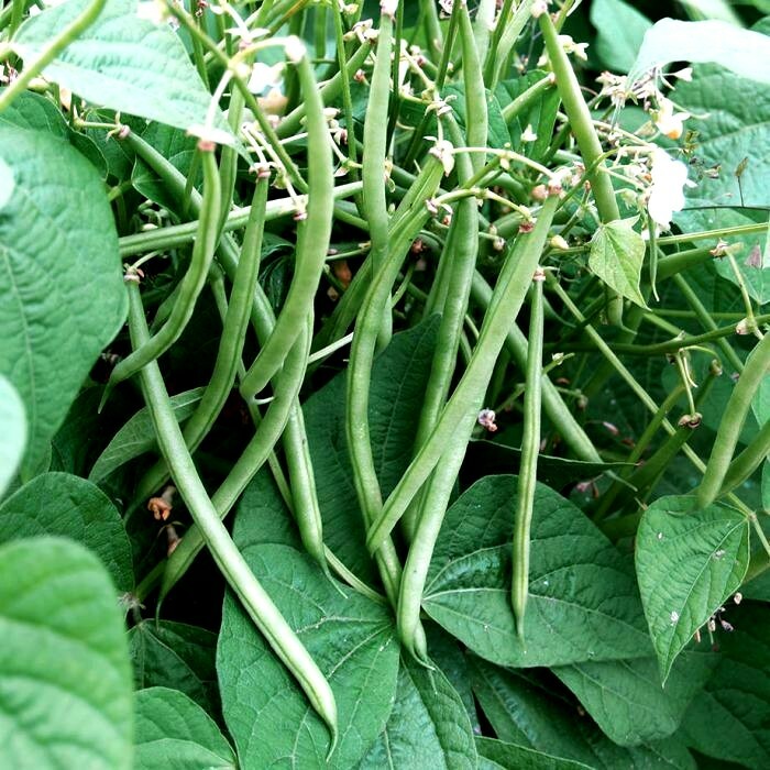 (Medium Garden) Survival Garden Emergency Food Seeds 36 kinds Heirloom USA Seeds