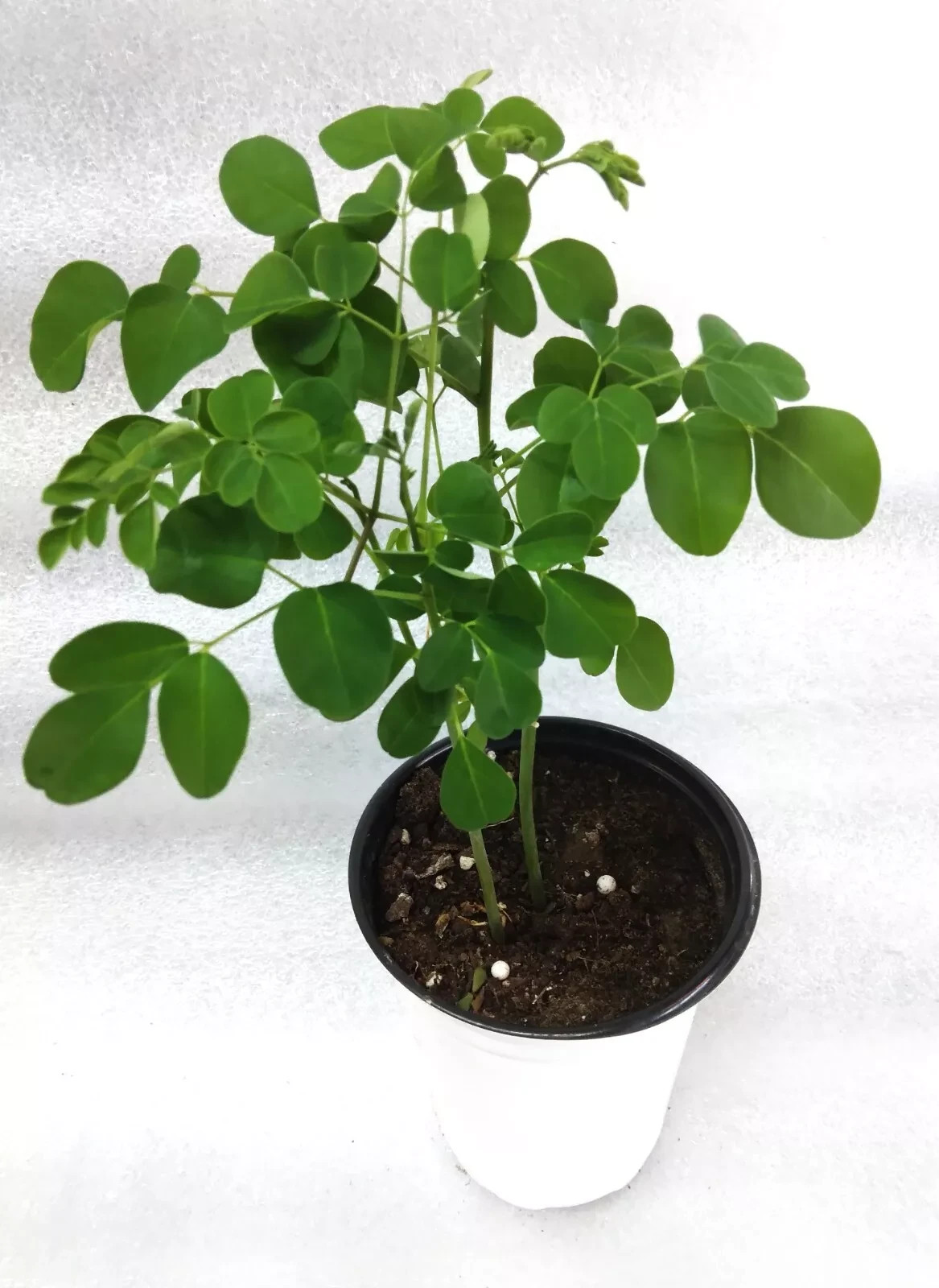 2 Live Moringa Tree Seedling 12 Inch+ Moringa Oleifera live Miracle Tree Plants