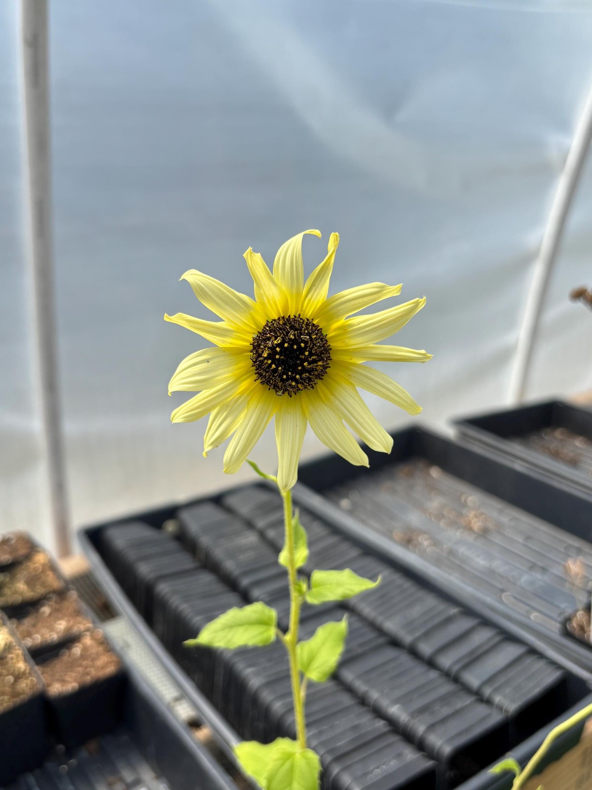 Sunflower Live Plant – Seedlings/Plugs and Plants – 3″- 12″ tall- 30-60 days