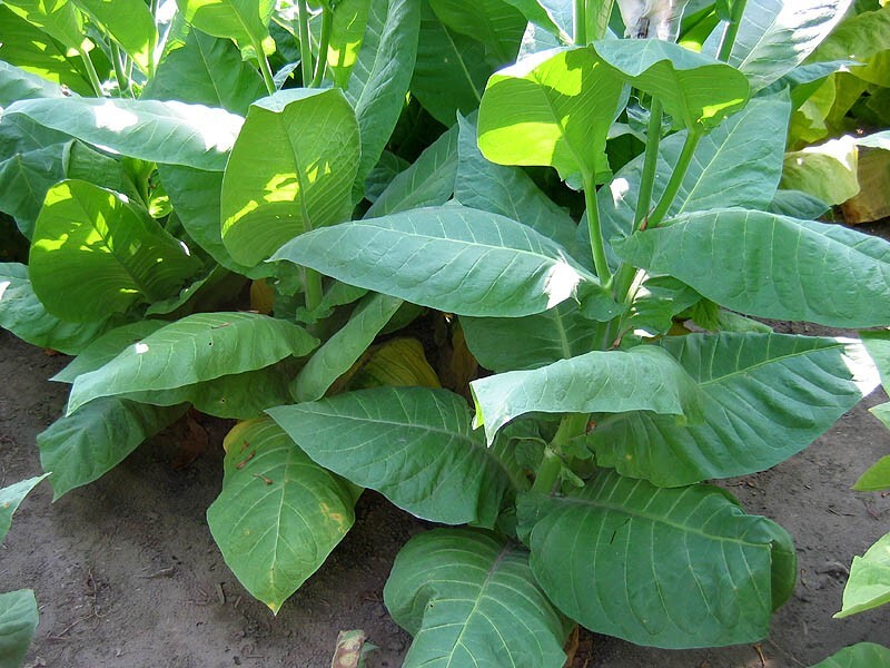 1000 NB 11 Tobacco Seeds ~ Burley Type Heirloom Non-GMO Nicotiana Tabacum