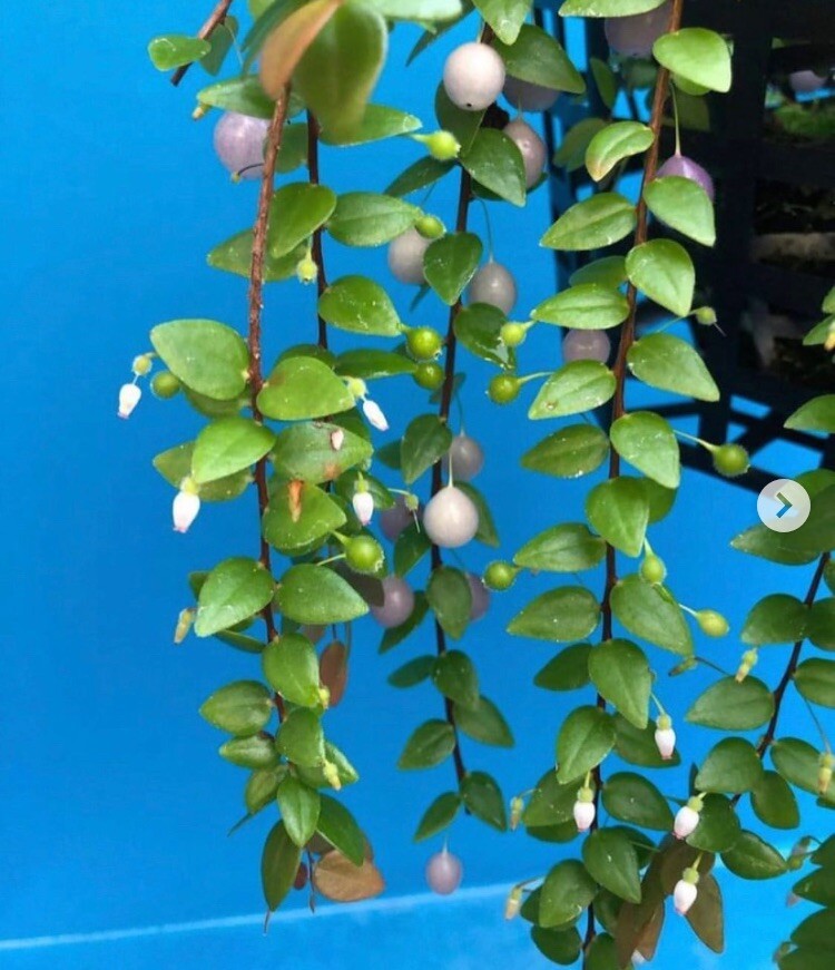 Sphyrospermum ellipticum Newly Established Large Neotropical Ericaceae 4.5” Pot