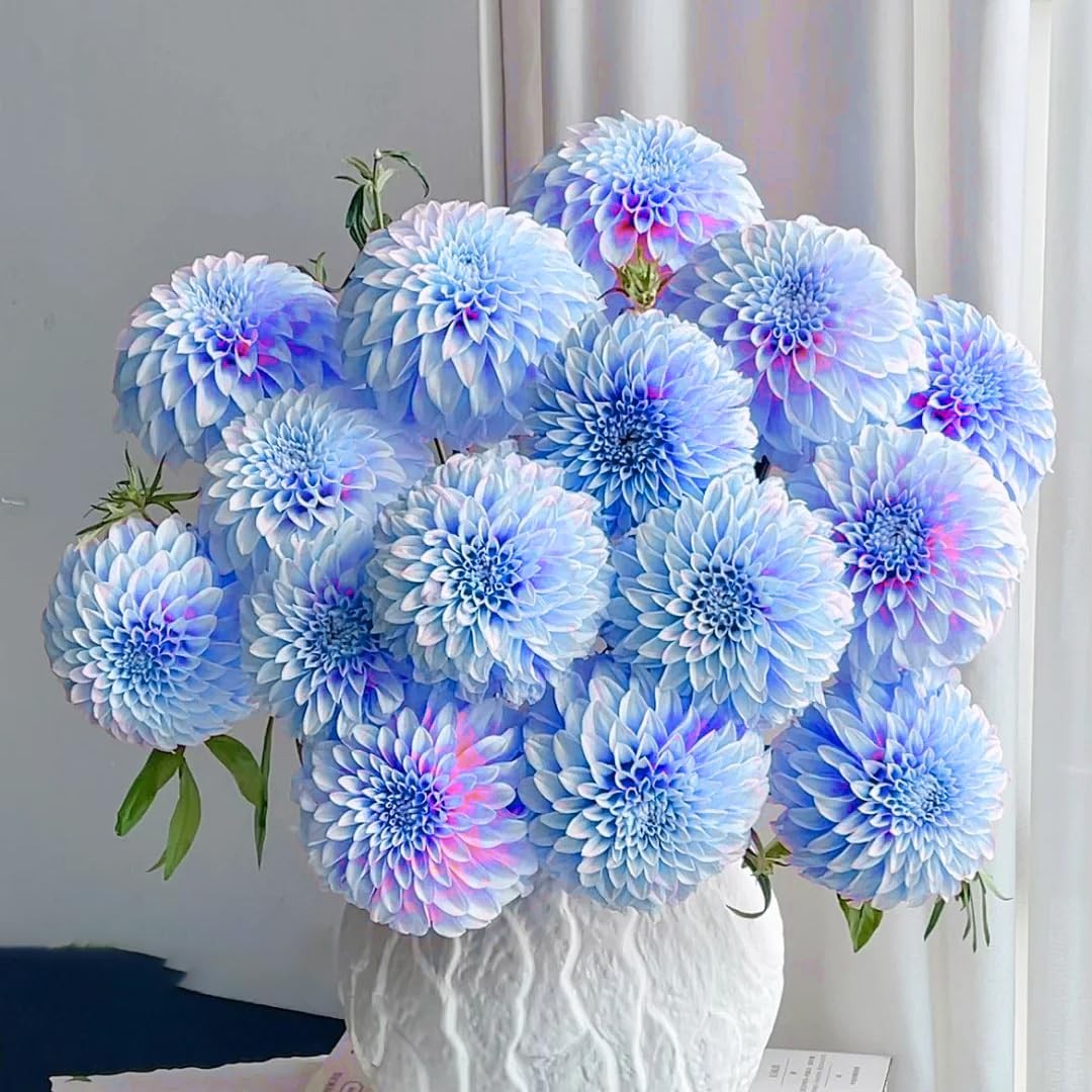 Dahlia Flower Seeds for Planting, 500+ Mixed Dahlia Seeds, Perennial Flower P…