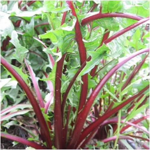 Garnet Stem, Italian Dandelion Seeds For Planting (Cichorium intybus)