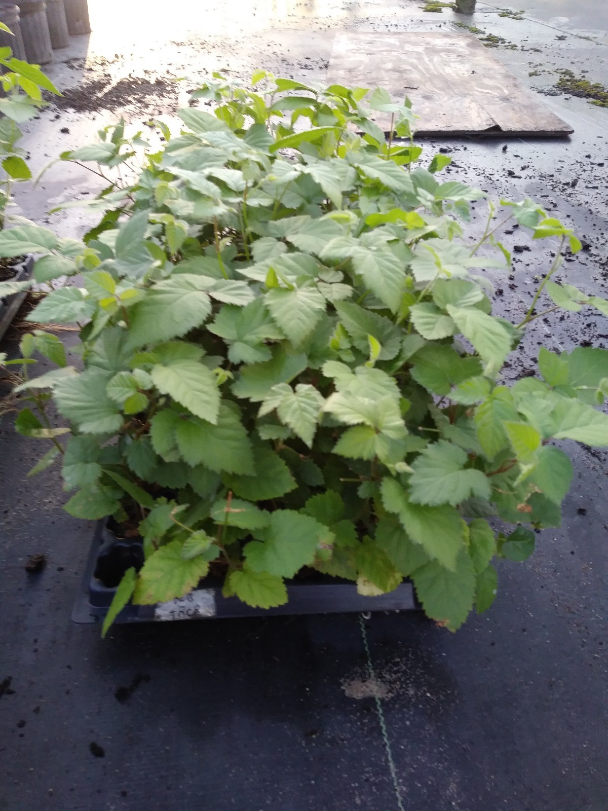 1 “Navaho” Thornless Blackberry Plant. Pesicide free non GMO FREE SHIPPING