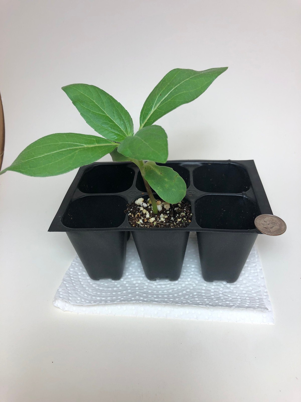 Sunflower Live Plant – Seedlings/Plugs and Plants – 3″- 12″ tall- 30-60 days
