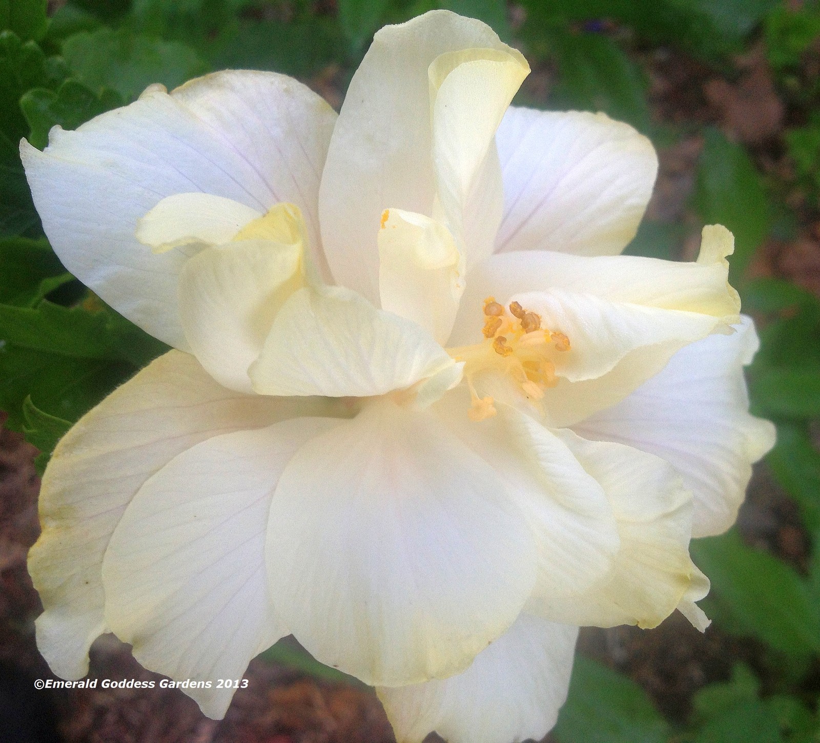 Elephant Ear Tropical Exotic Fancy Hibiscus Plant Double Cream White Pink Flower
