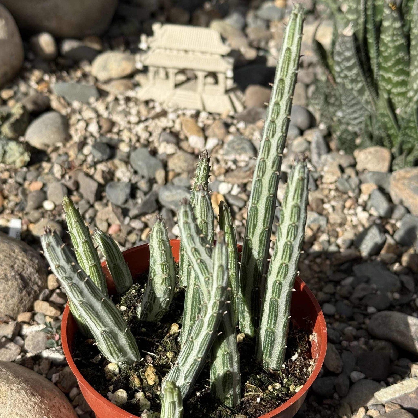 Kleinia stapeliiformis ‘Pickle Plant’
