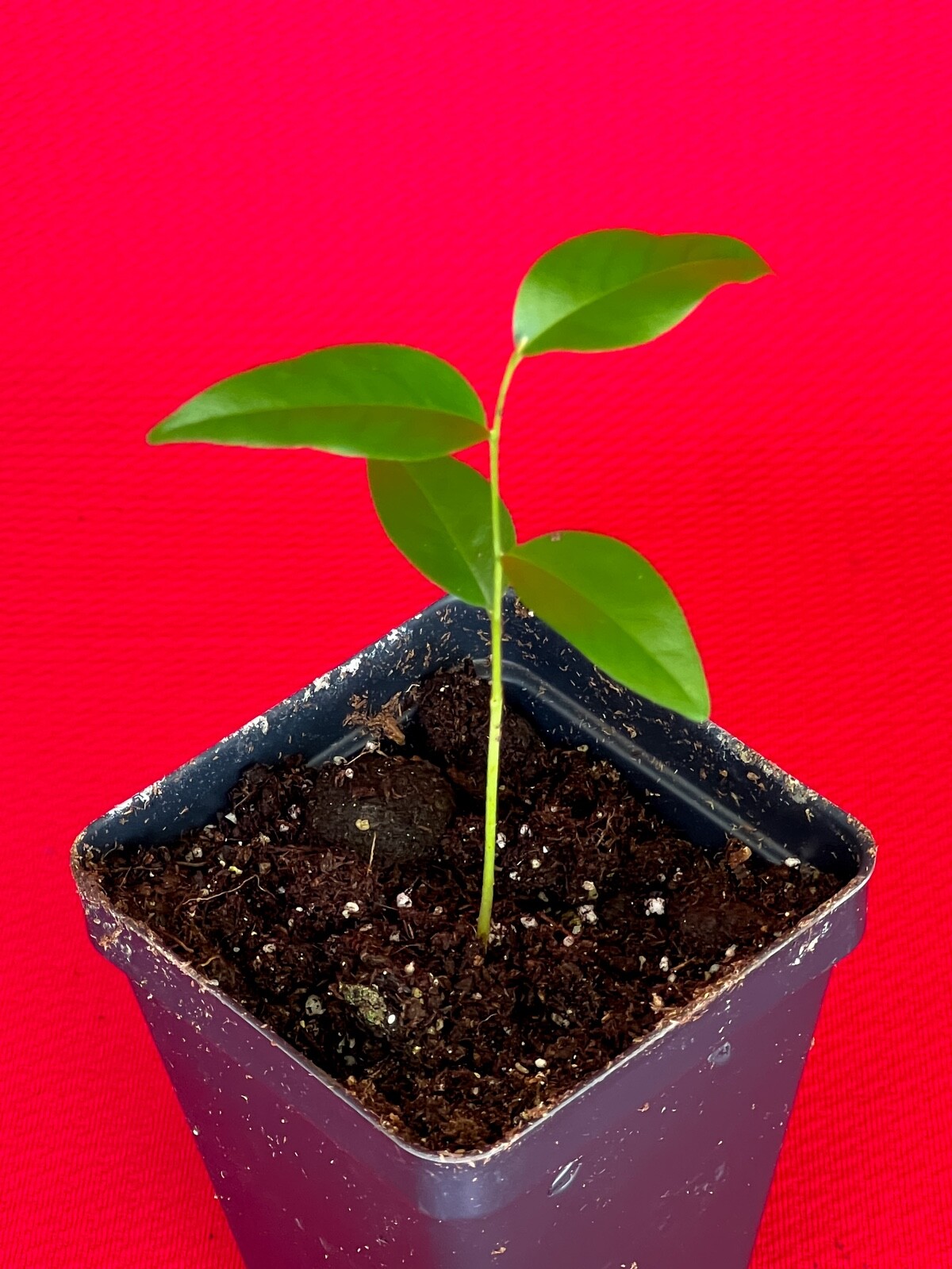Fingersop Meiogyne cylindrocarpa Red Paipai Fruit Tropical Tree Plant RARE