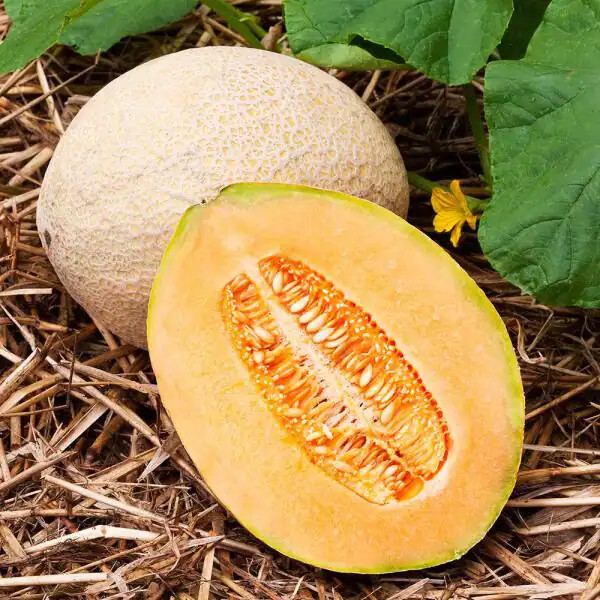 Hales Best Jumbo Cantaloupe Seeds | Heirloom / Non-GMO | Free Shipping | 1050