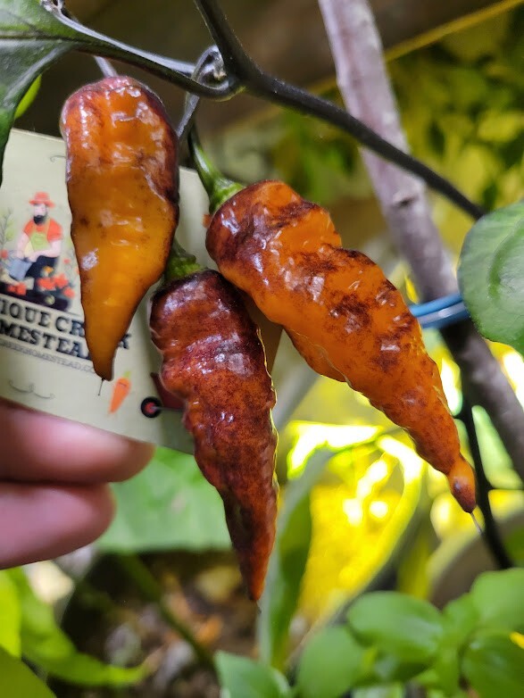 Black Panther Orange SUPER HOT Pepper 25-Seeds 1,100,000 Scoville Unique Creek